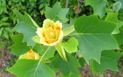 Les inconvénients du tulipier de Virginie dans votre jardin
