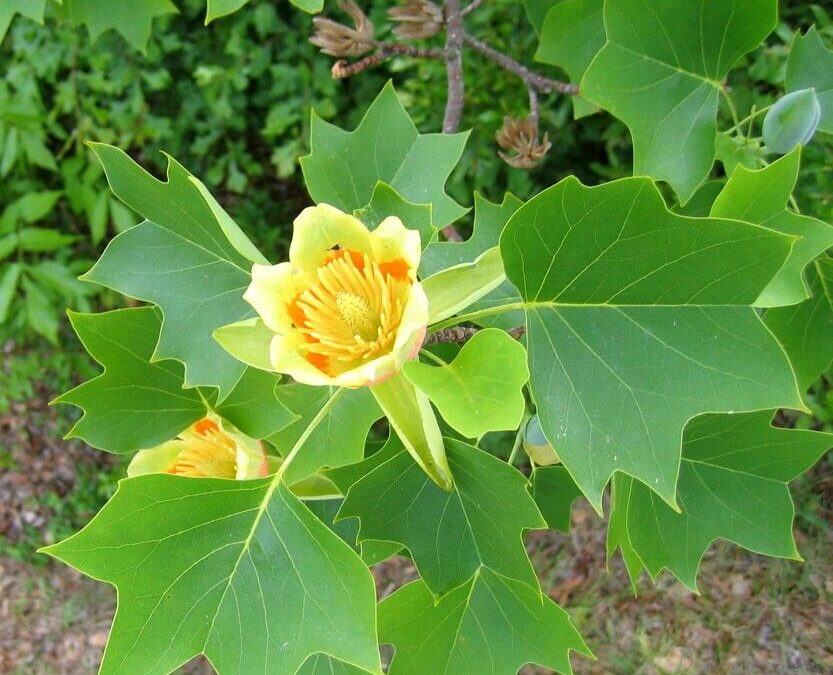 Les inconvénients du tulipier de Virginie dans votre jardin