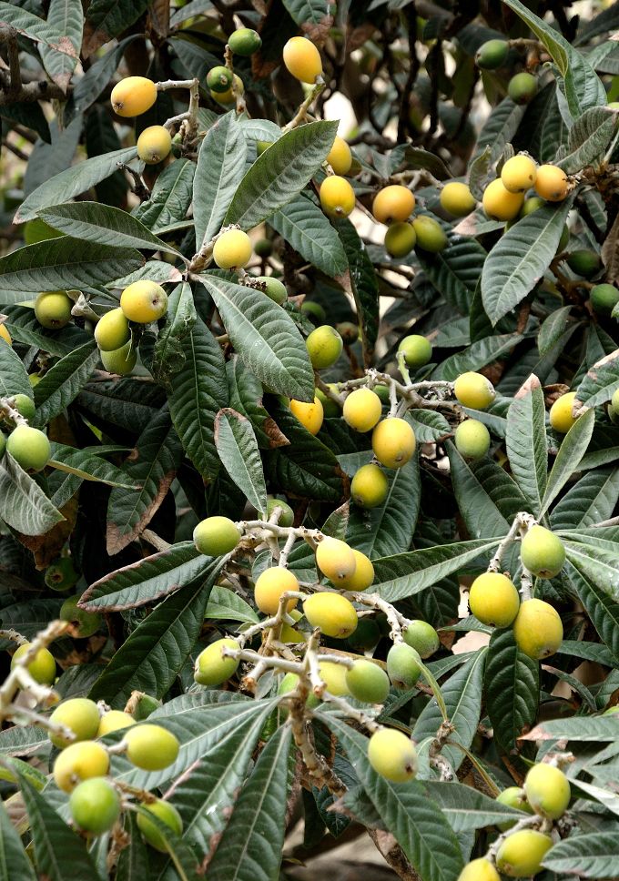 Néflier du Japon culture