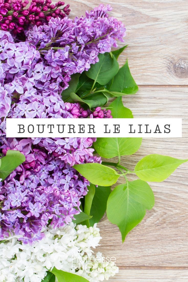 Bouture lilas des Indes