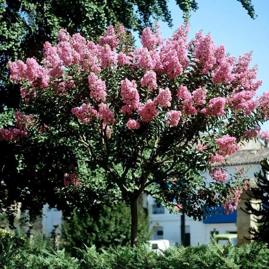 Bouture lilas des Indes