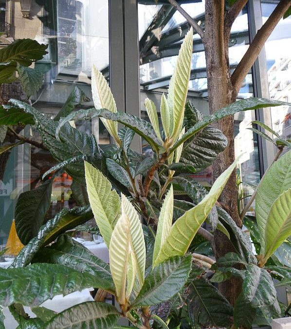 Différences entre le néflier et le néflier du Japon : guide complet et comparatif visuel