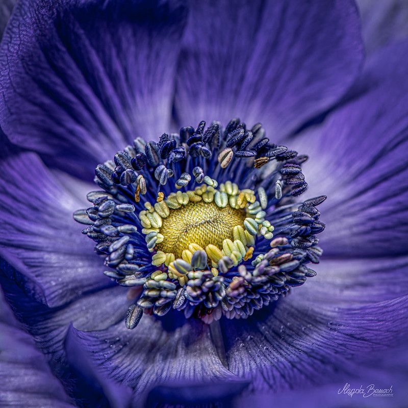 Fleur exceptionnelle nature