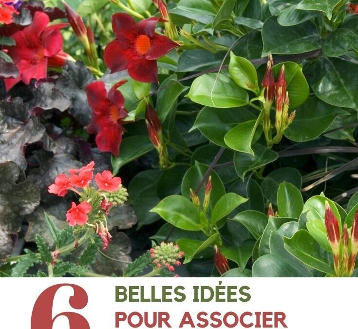 Causes et solutions au jaunissement des feuilles de dipladénia