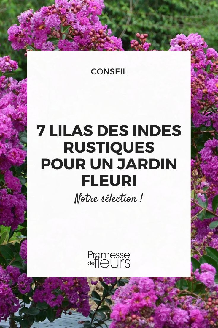 Arbuste lilas des Indes