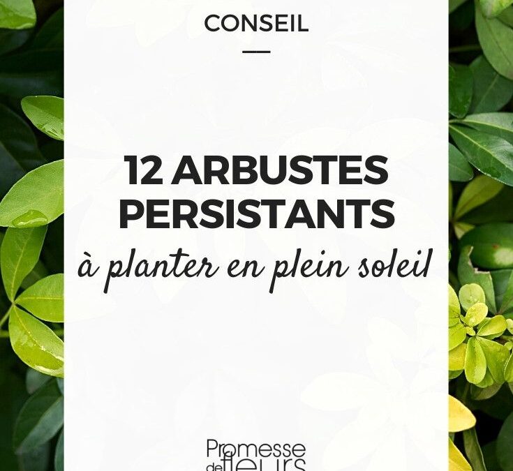 Arbuste ensoleillé: sélection pour une floraison longue et éclatante
