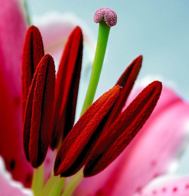 La fleur rare : tout sur la fleur la plus rare du monde