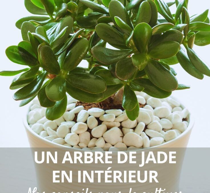 Plante de jade chambre : conseils d’entretien et bienfaits déco et bien-être