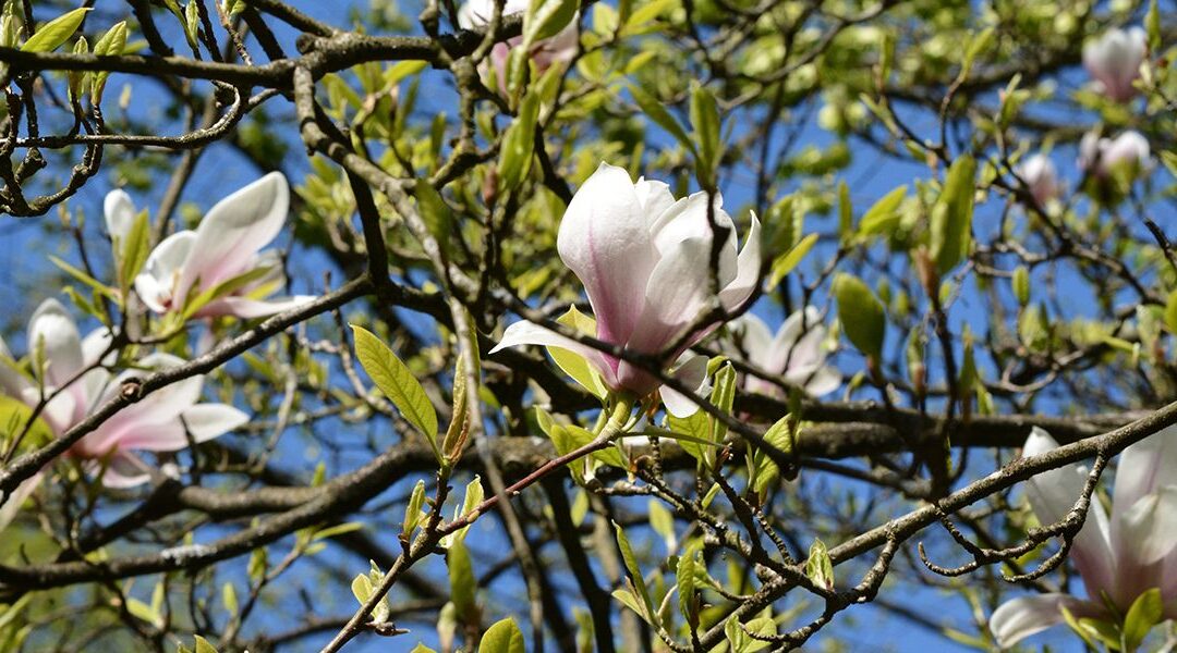 Guide complet pour réussir la bouture de magnolia dans votre jardin