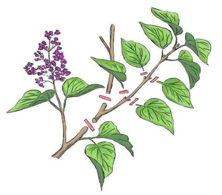 Guide pratique pour le bouturage du lilas des Indes: étapes et conseils