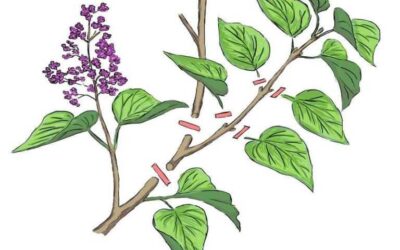 Bouturage lilas: techniques et conseils pour réussir vos boutures