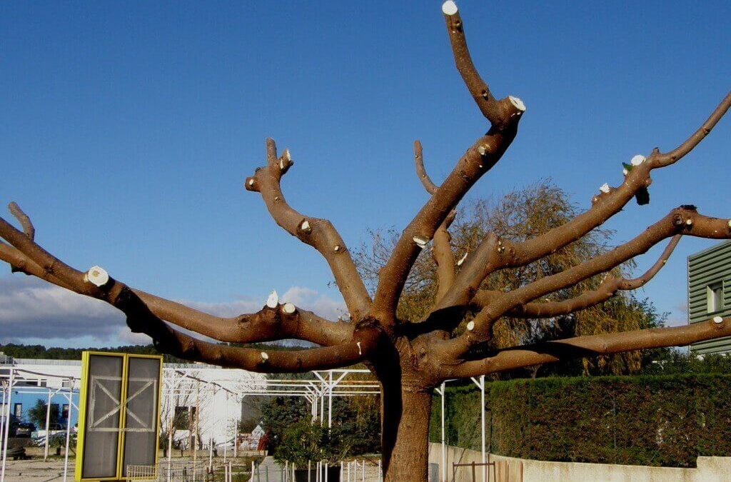 Identifier les maladies du mûrier-platane avec photos et solutions