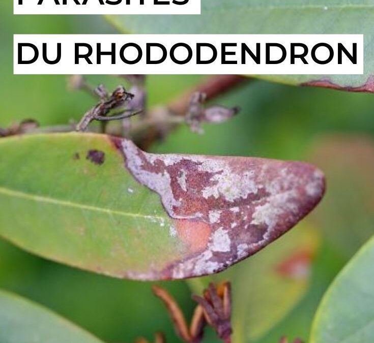 Problèmes rhododendrons : identifier et traiter les maladies courantes