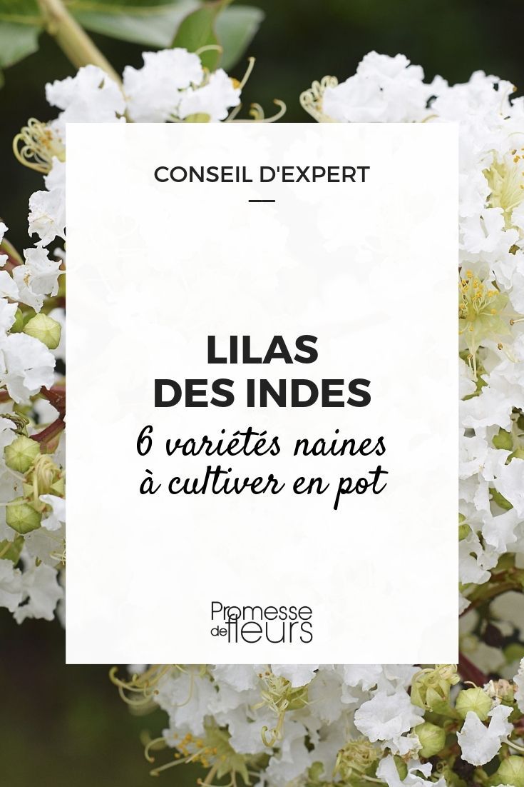 Arbuste lilas des Indes