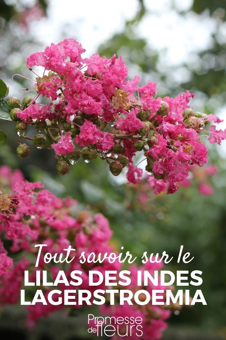 Bouture lilas des Indes