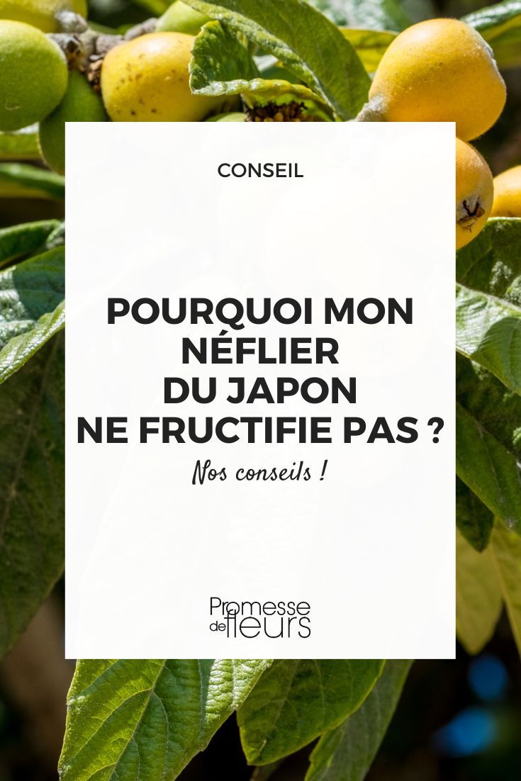 Néflier du Japon culture