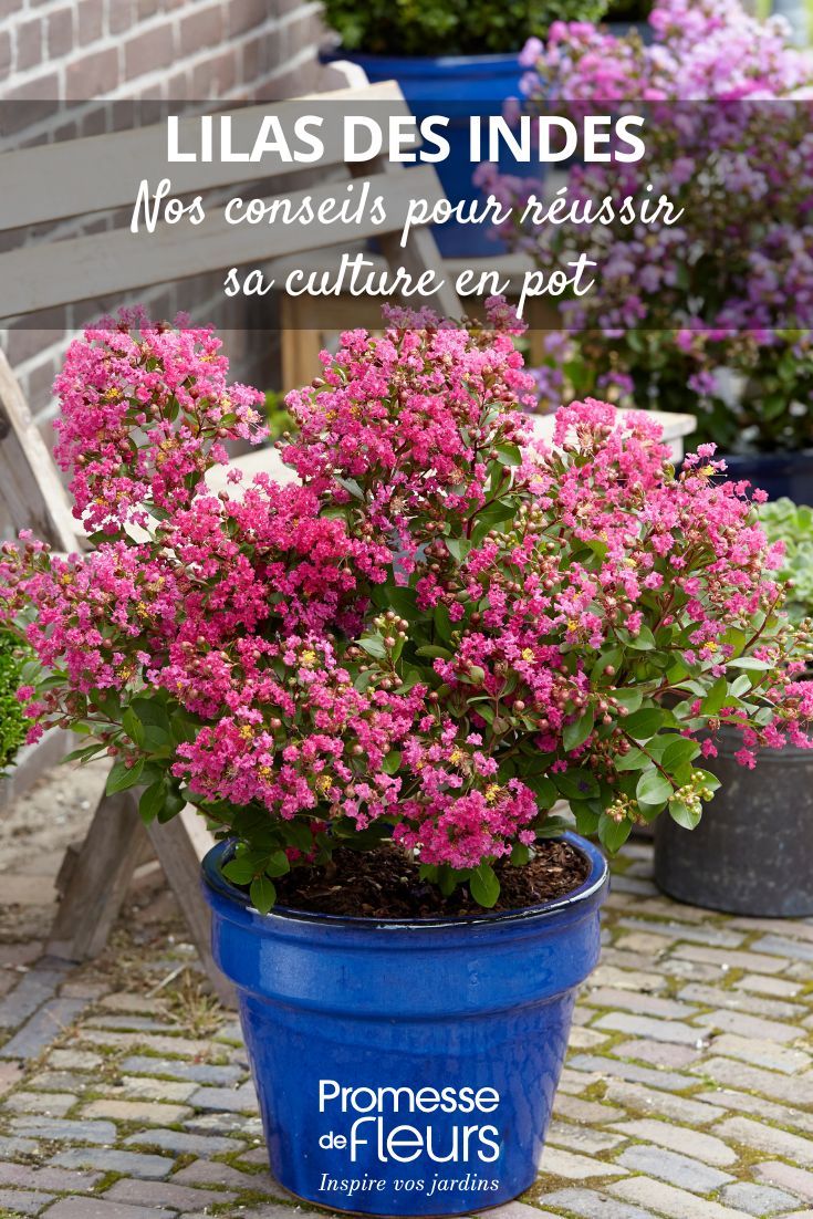 Bouture lilas des Indes