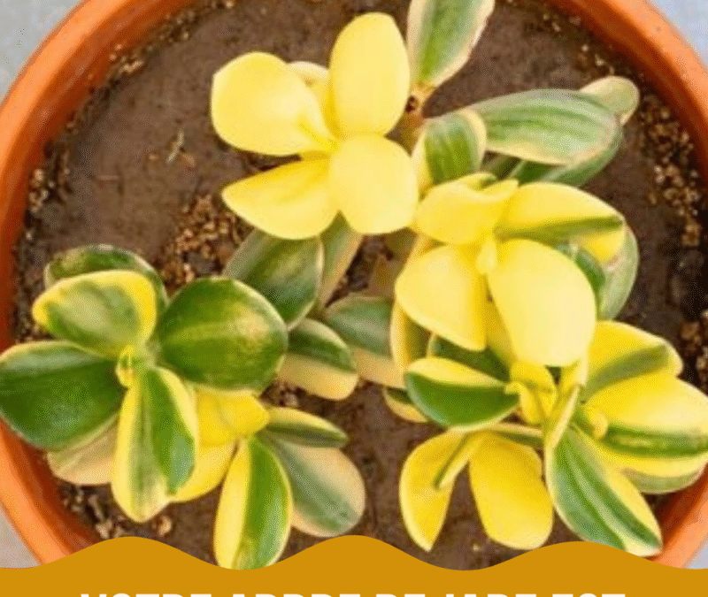 Solutions aux problèmes courants de l’arbre de jade