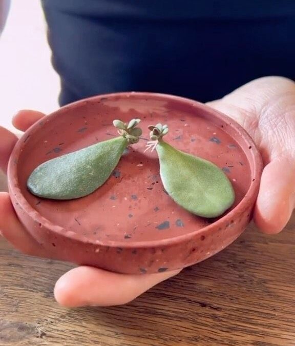 Guide complet pour le bouturage crassula (arbre de jade) étape par étape