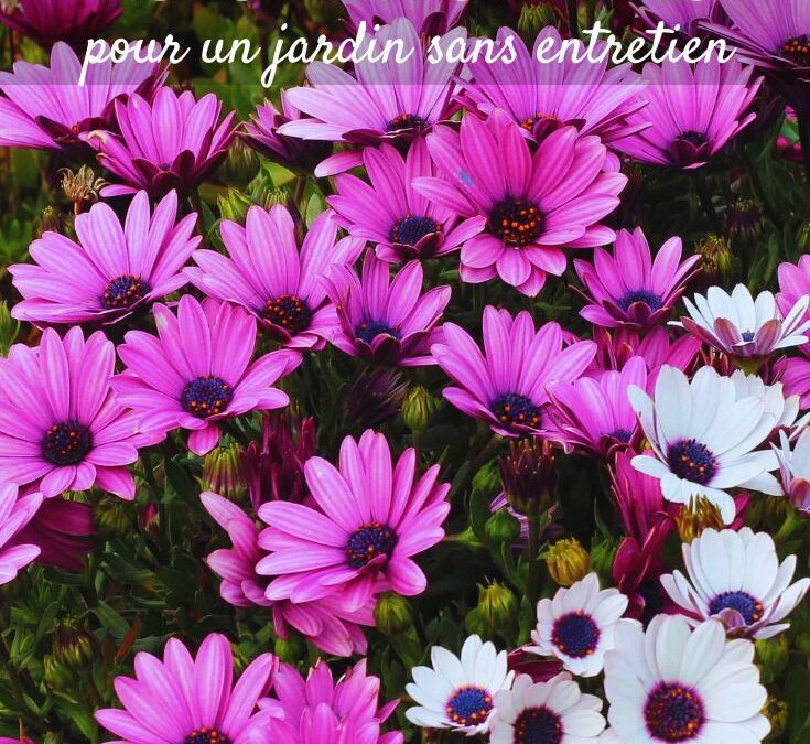 Plantes faciles d’entretien extérieur: les meilleures options pour votre jardin urbain