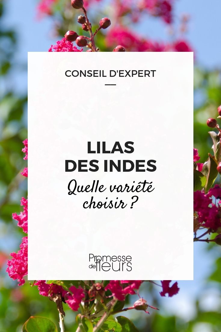 Bouture lilas des Indes