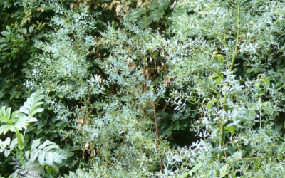 Les inconvénients de planter un eucalyptus dans votre jardin urbain