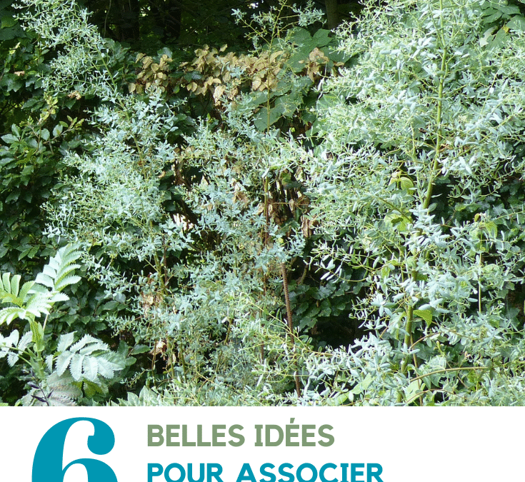 Les inconvénients de planter un eucalyptus dans votre jardin urbain