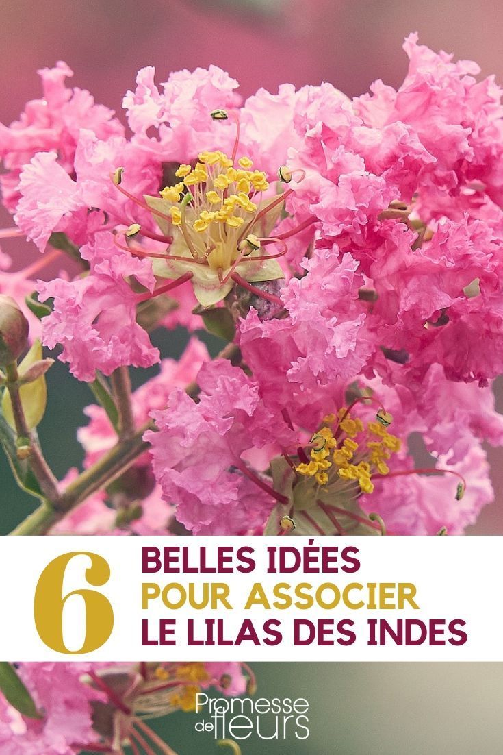 Arbuste lilas des Indes