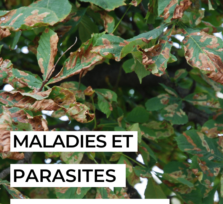 Guide complet sur les maladies du platane mûrier : identification et traitement
