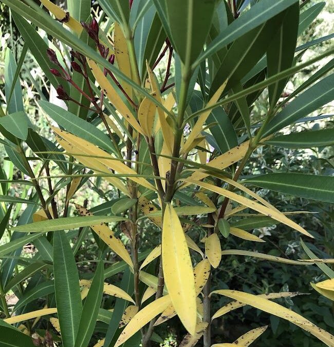 Feuilles jaunes dipladenia : causes et solutions pratiques