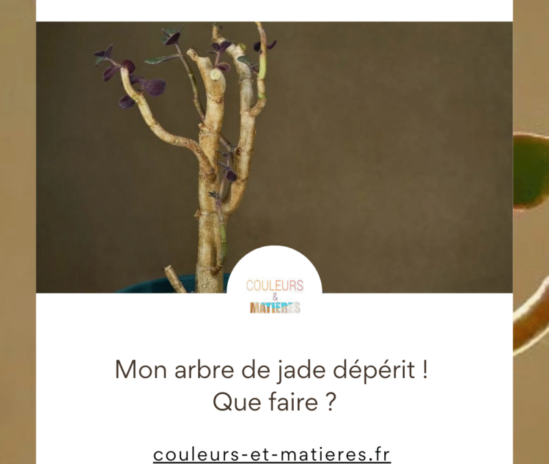 Problèmes courants de l’arbre de jade: identifier et traiter les maladies