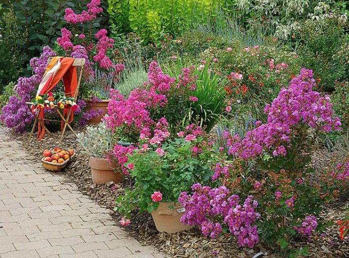 Arbuste lilas des Indes