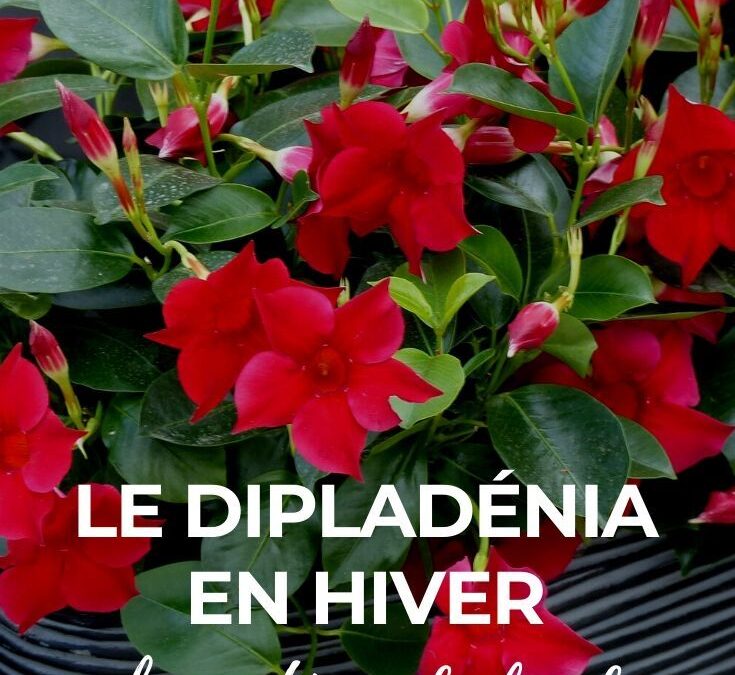 Feuilles jaunissantes dipladenia: causes et solutions pratiques