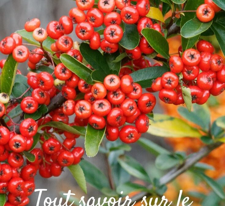 Pyracantha interdiction : pourquoi cette haie est-elle proscrite et quelles alternatives ?