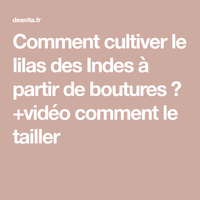 Bouture lilas des Indes
