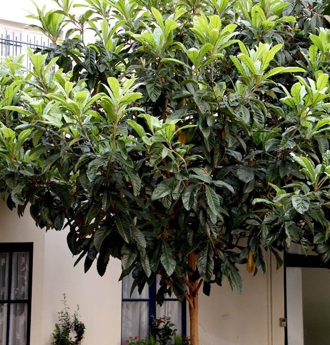 Culture et entretien du néflier du Japon en milieu urbain