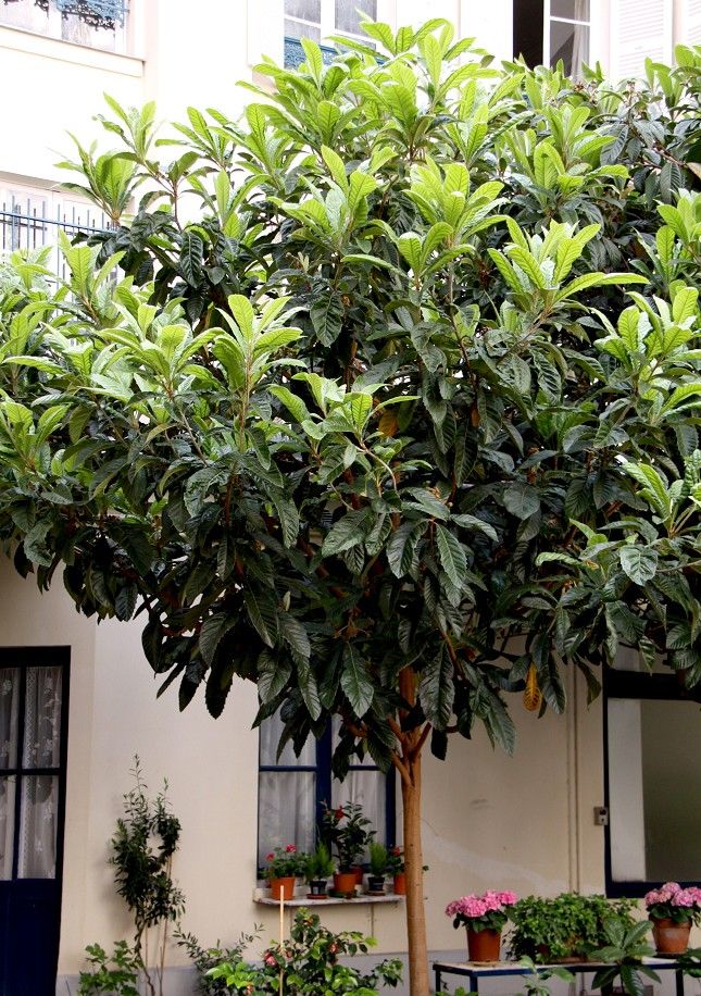 Néflier du Japon culture