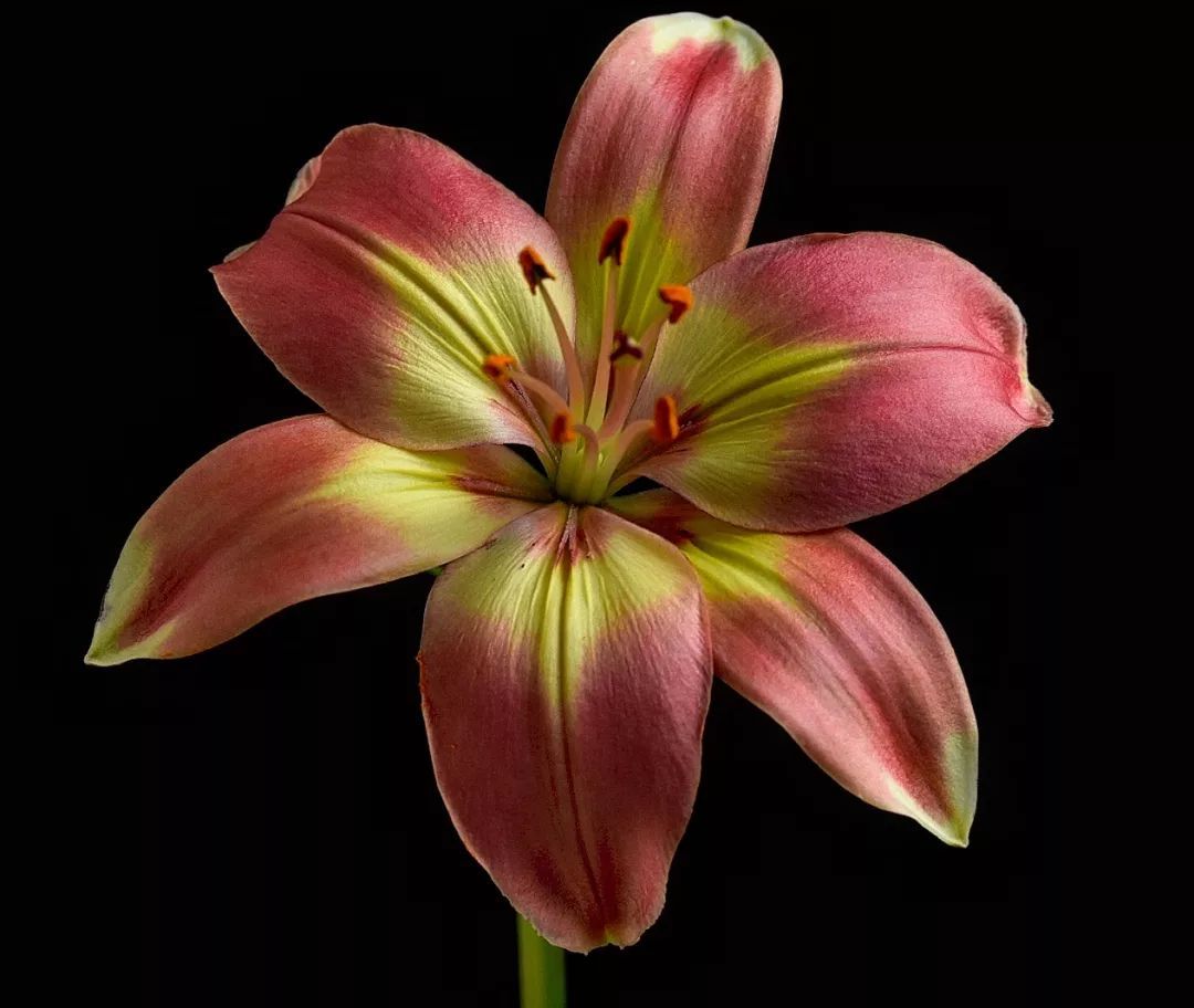 Fleur exceptionnelle nature