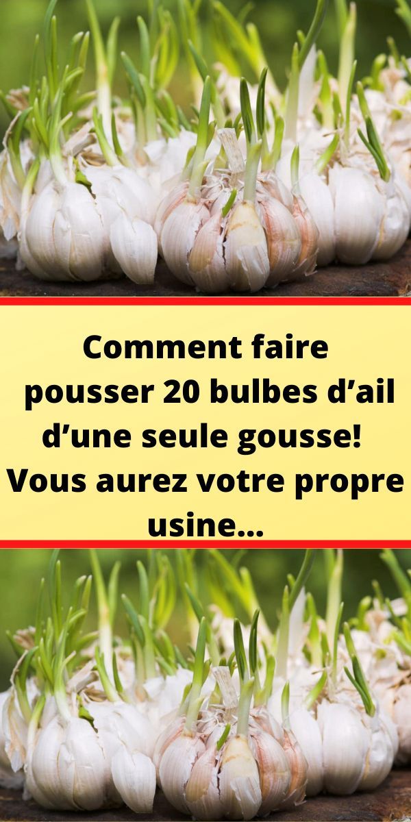 Gousse d'ail vs tête d'ail