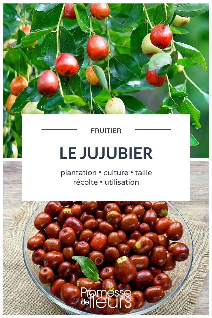 Jujube fruit exotique