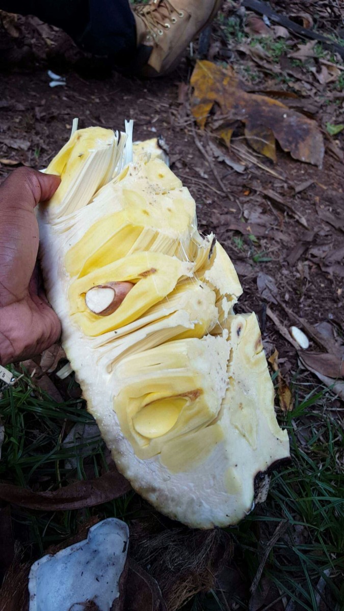 Fruits et légumes en J