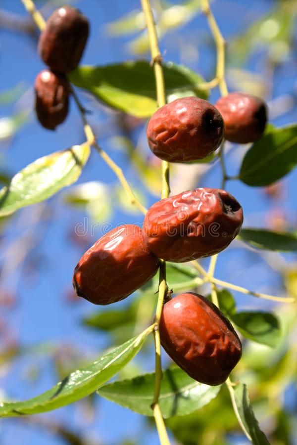 Jujube fruit exotique