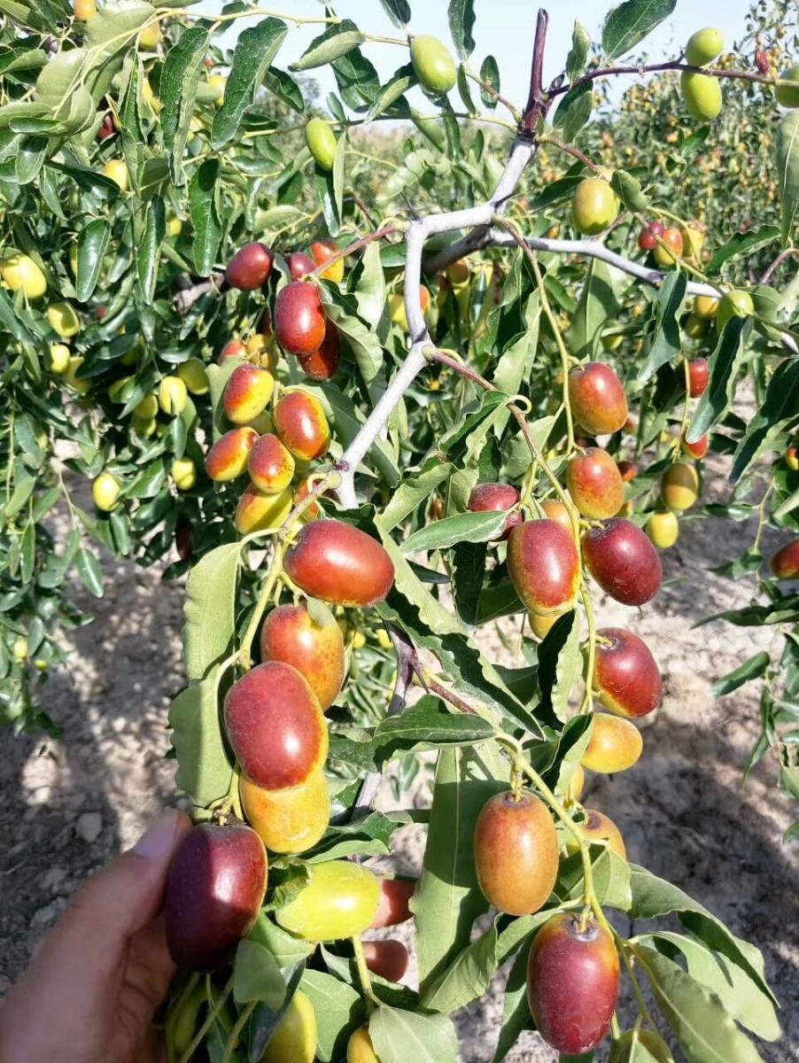 Jujube fruit exotique