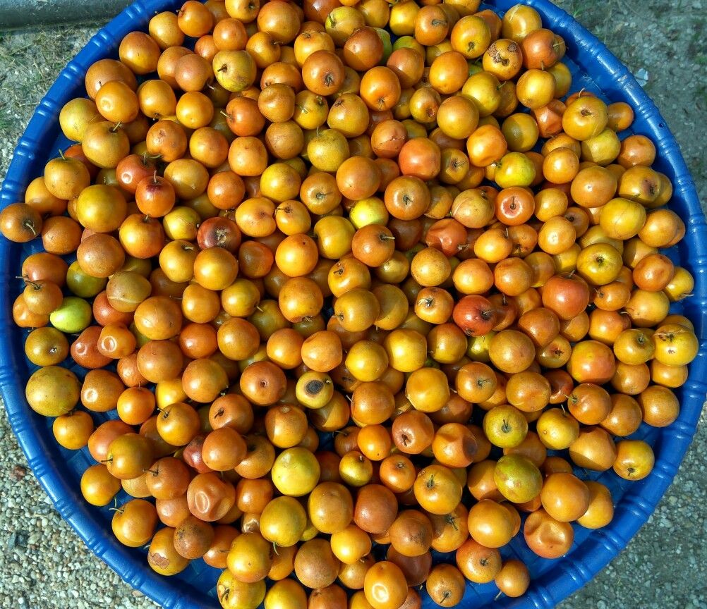 Jujube fruit exotique