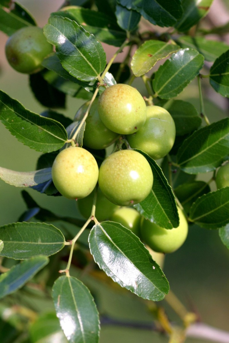 Jujube fruit exotique