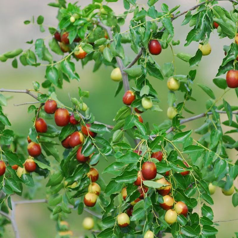 Jujube fruit exotique