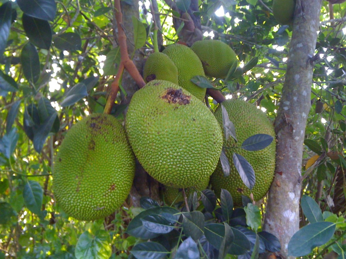 Fruits et légumes en J