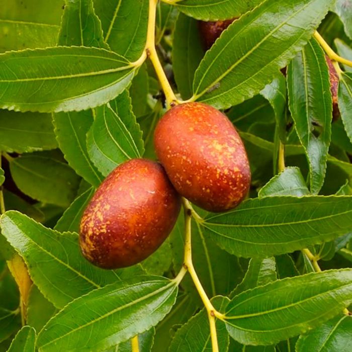 Jujube fruit exotique
