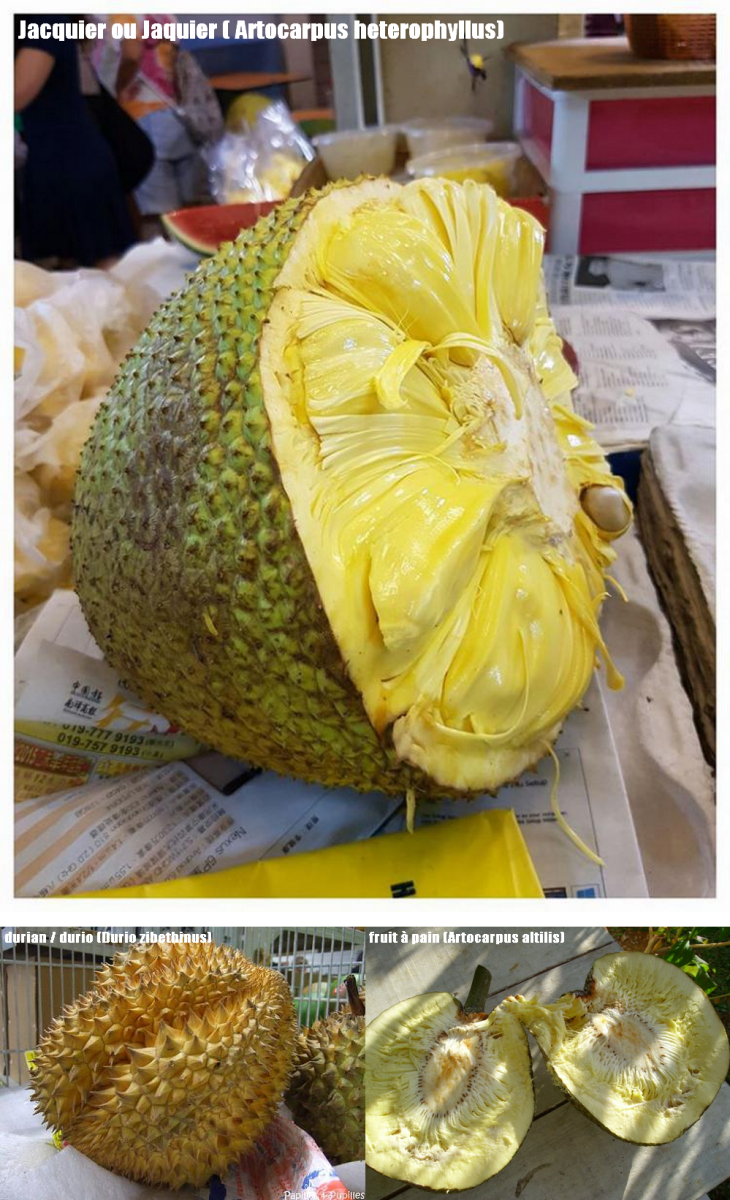 Jacque fruit découpe