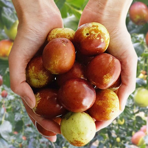 Fruits et légumes en J